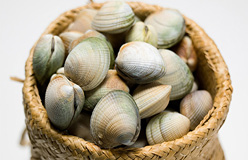 Fresh live cockle clams in basket