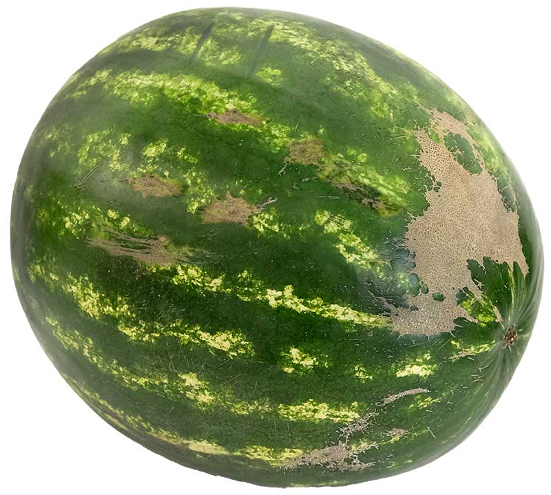 Watermelon-with-webbing-DSCF3072ForWeb